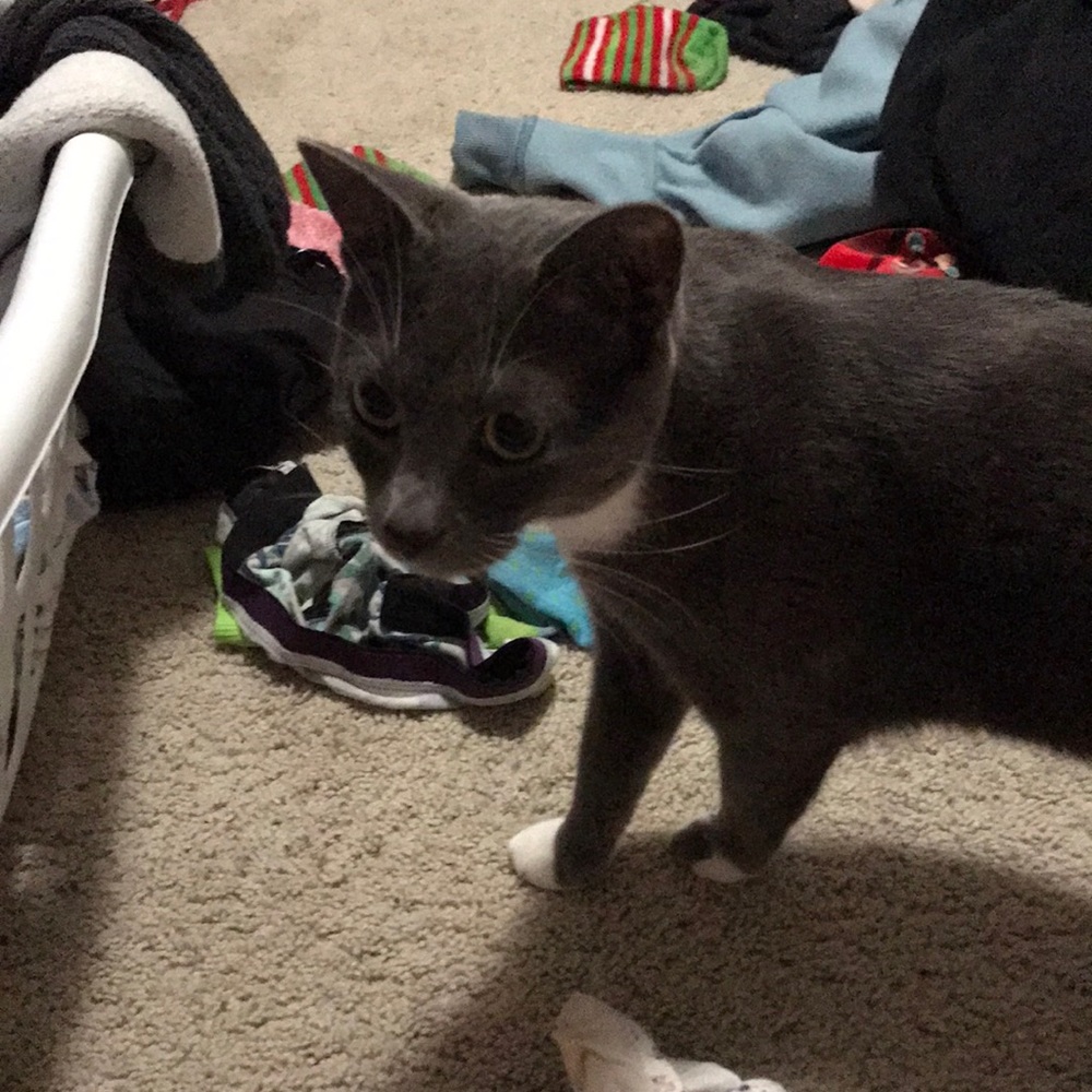 Laundry. Lehua the cat not included.
